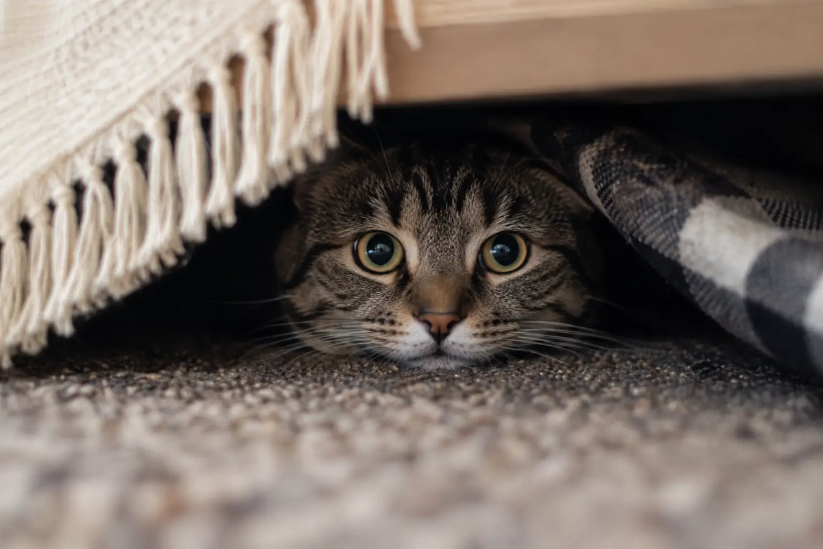 HIDING AWAY