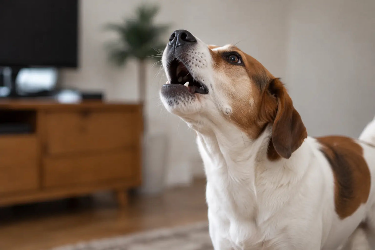 EXCESSIVE BARKING