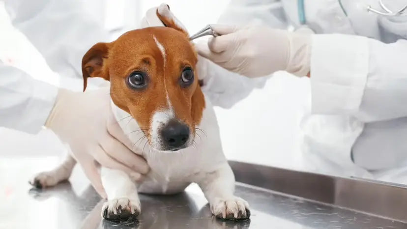 VET VISITS